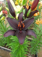 [5586 VH16 No02.JPG]